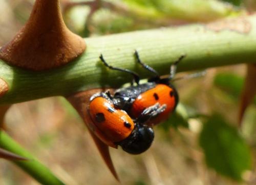 Cryptocephalus trimaculatus